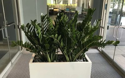 Tropical Plant Leasing